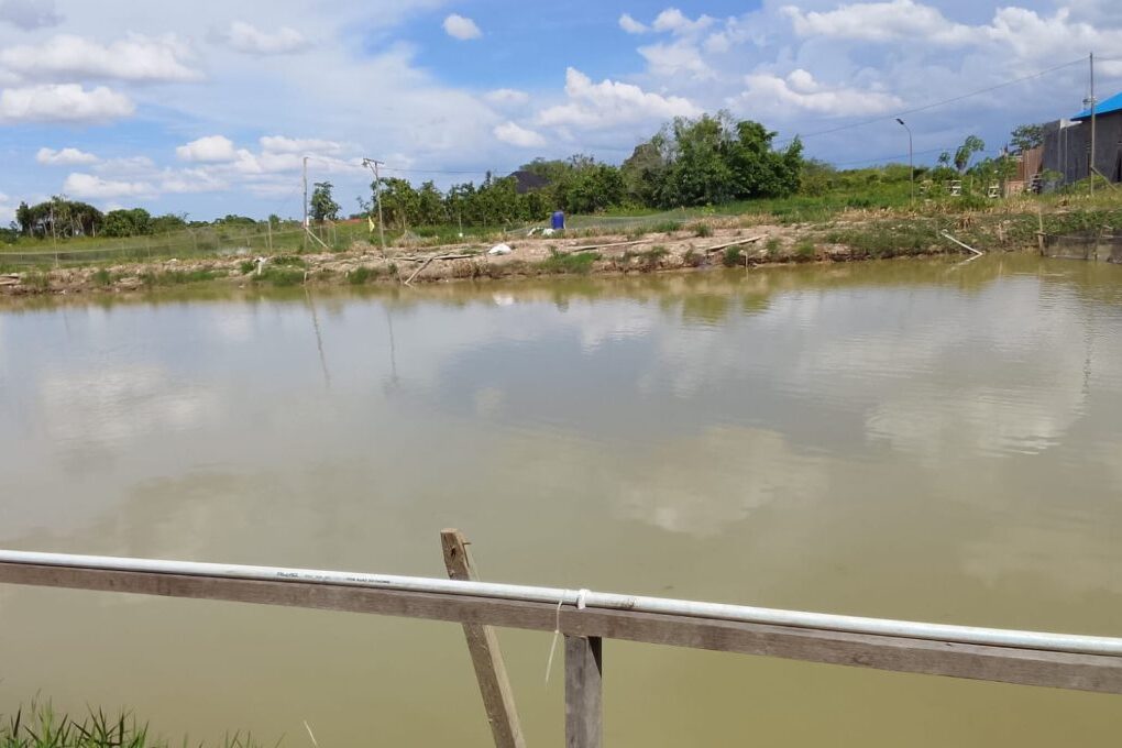 Budidaya Ikan Di Kolam Pak Tri, Sangat Menggiurkan !