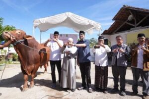 Penyembelihan Hewan Kurban Bantuan Presiden RI Digelar...