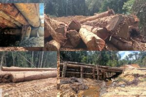 Diduga Beroperasi di Luar RKT, Aktivitas Penebangan Kayu...